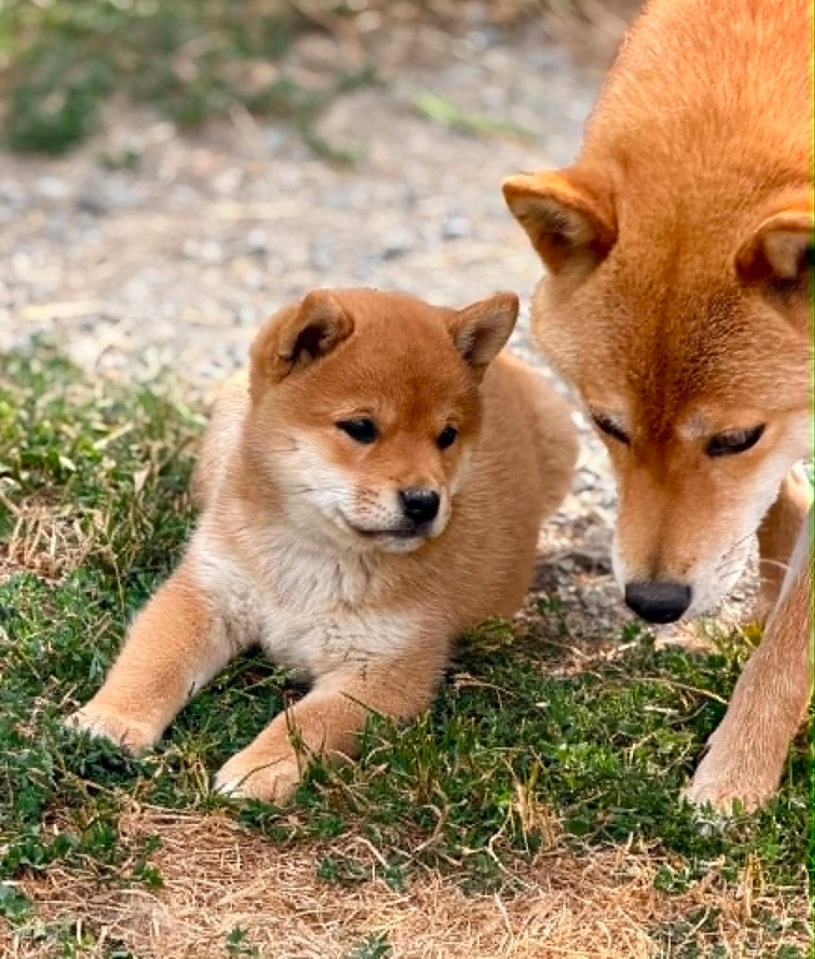 Hoxakam - Chiots disponibles - Shiba