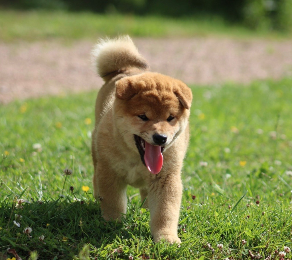 Hoxakam - Chiots disponibles - Shiba