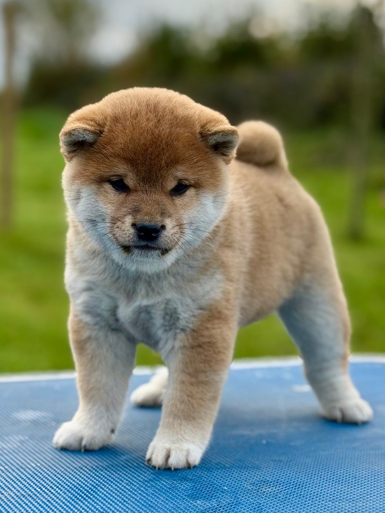 Hoxakam - Chiots disponibles - Shiba