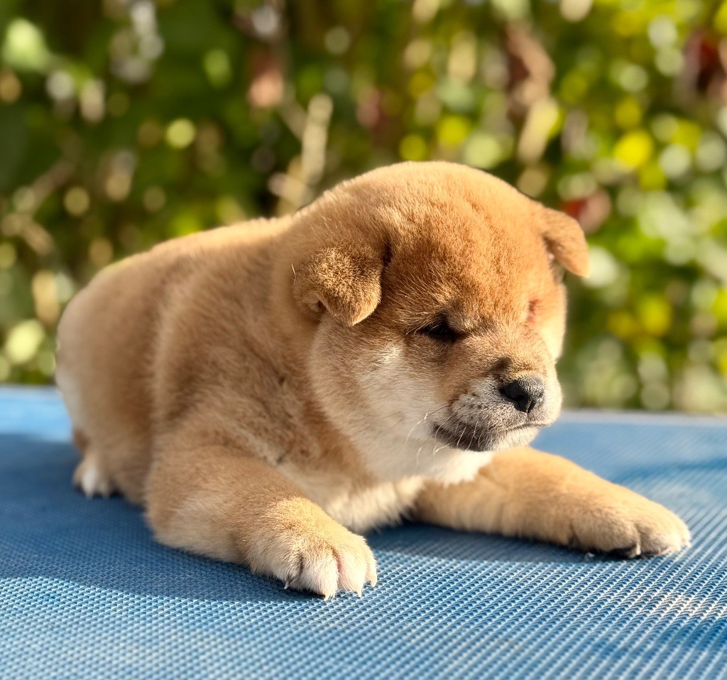Hoxakam - Chiots disponibles - Shiba