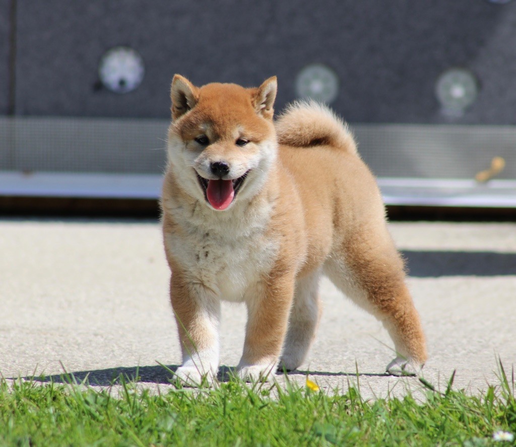 Hoxakam - Chiots disponibles - Shiba