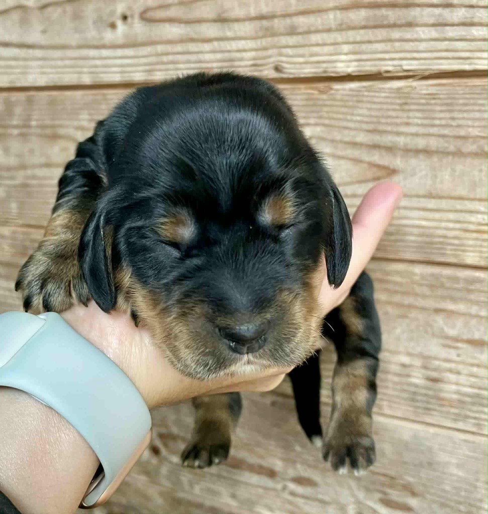 Hoxakam - Chiots disponibles - Cocker Spaniel Anglais