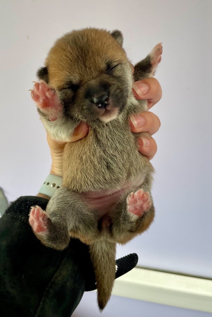 Hoxakam - Chiots disponibles - Shiba