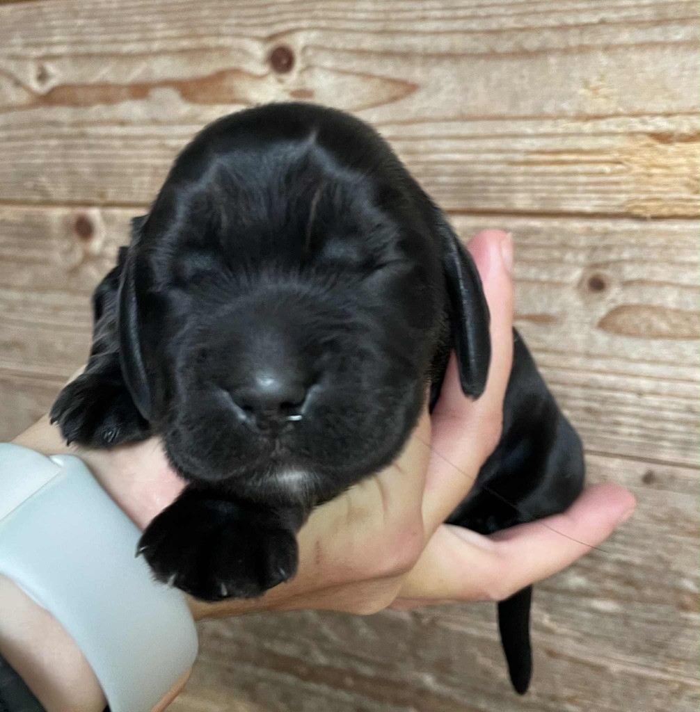 Hoxakam - Chiots disponibles - Cocker Spaniel Anglais