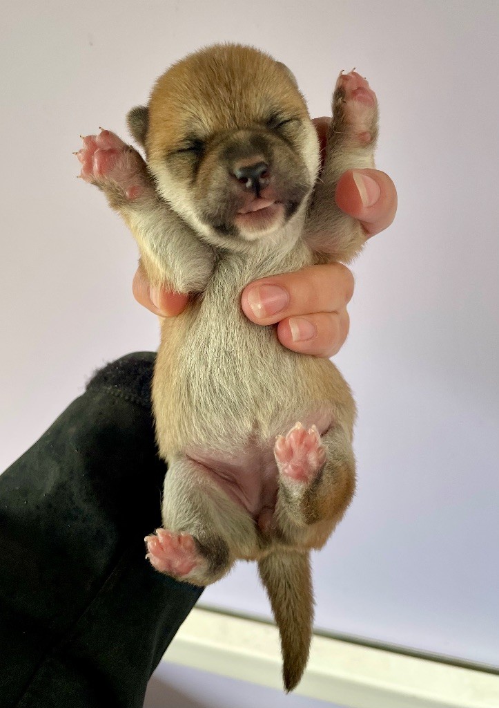 Hoxakam - Chiots disponibles - Shiba