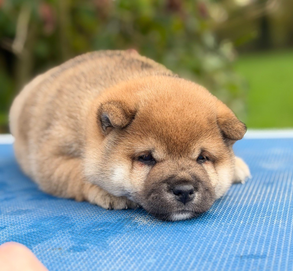 Hoxakam - Chiots disponibles - Shiba