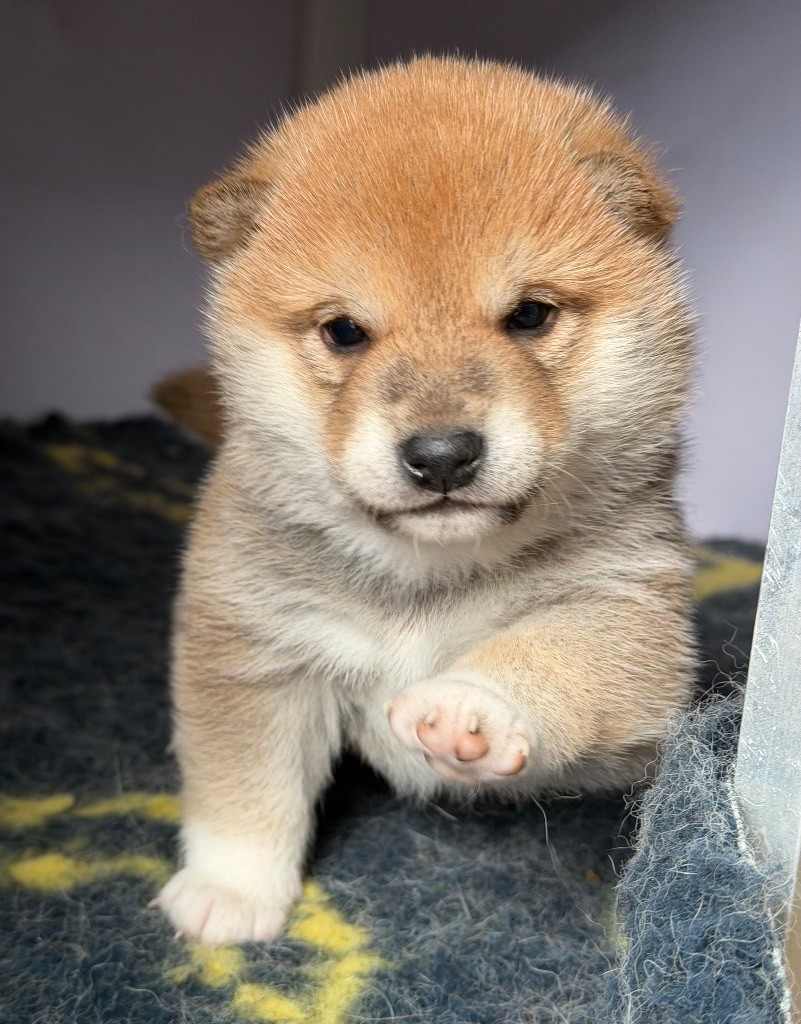 Hoxakam - Chiots disponibles - Shiba