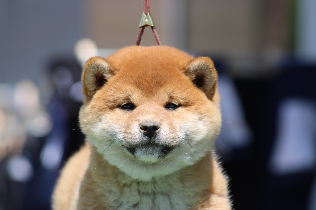 Hoxakam - Chiots disponibles - Shiba