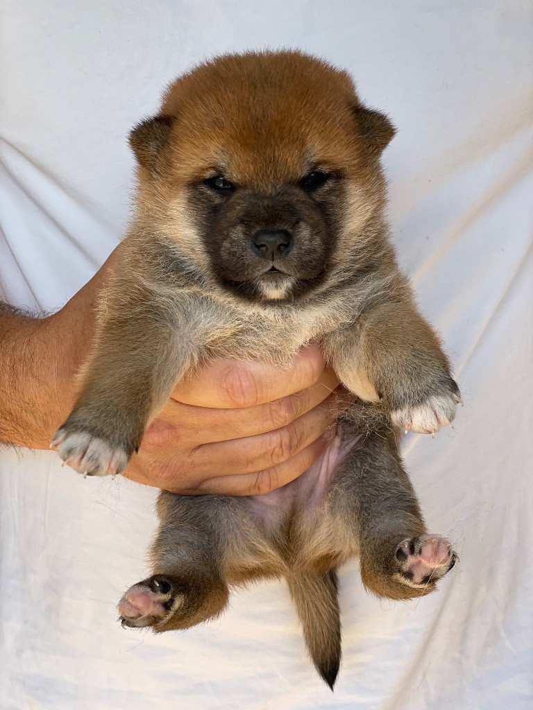 Hoxakam - Chiots disponibles - Shiba