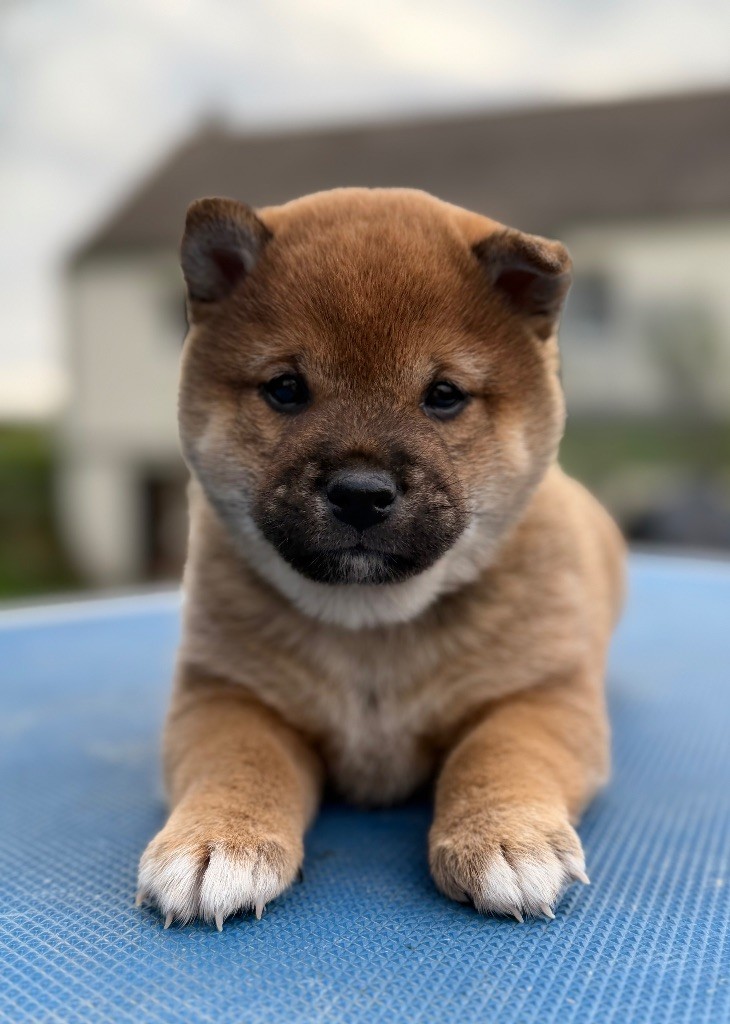 Hoxakam - Chiots disponibles - Shiba