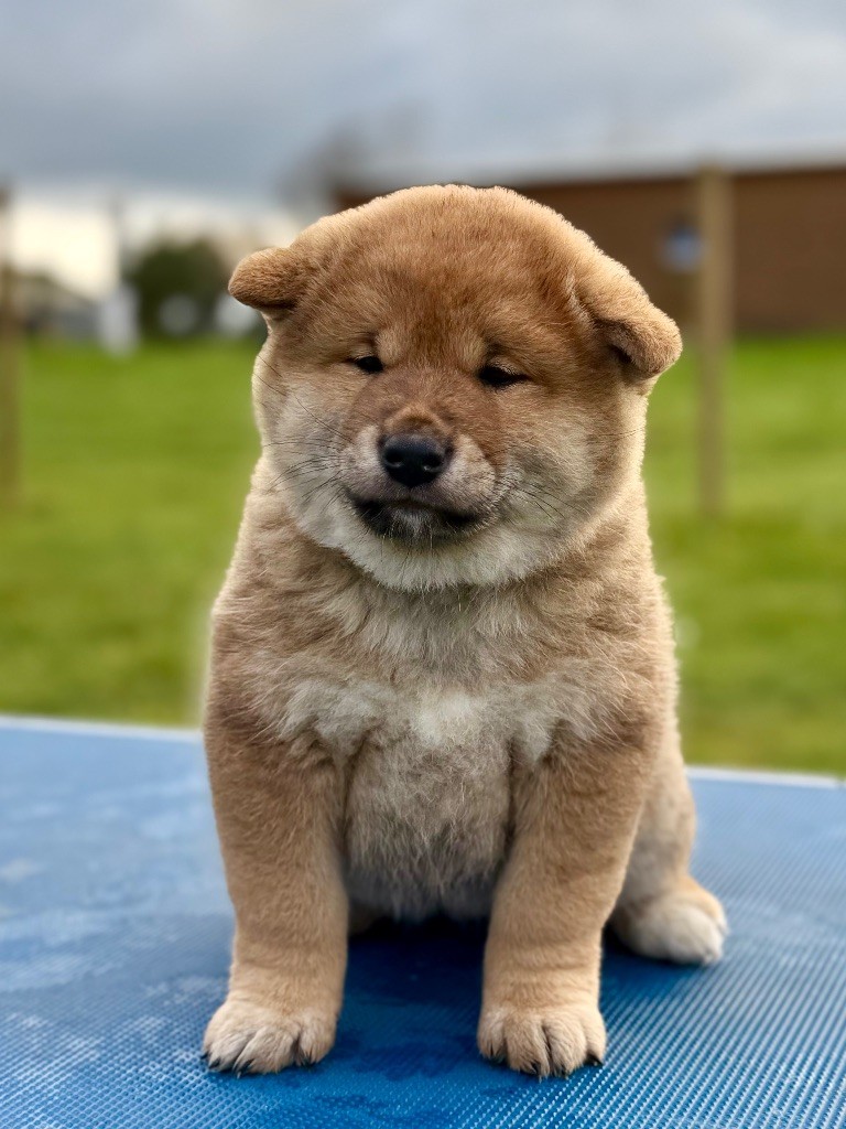 Hoxakam - Chiots disponibles - Shiba