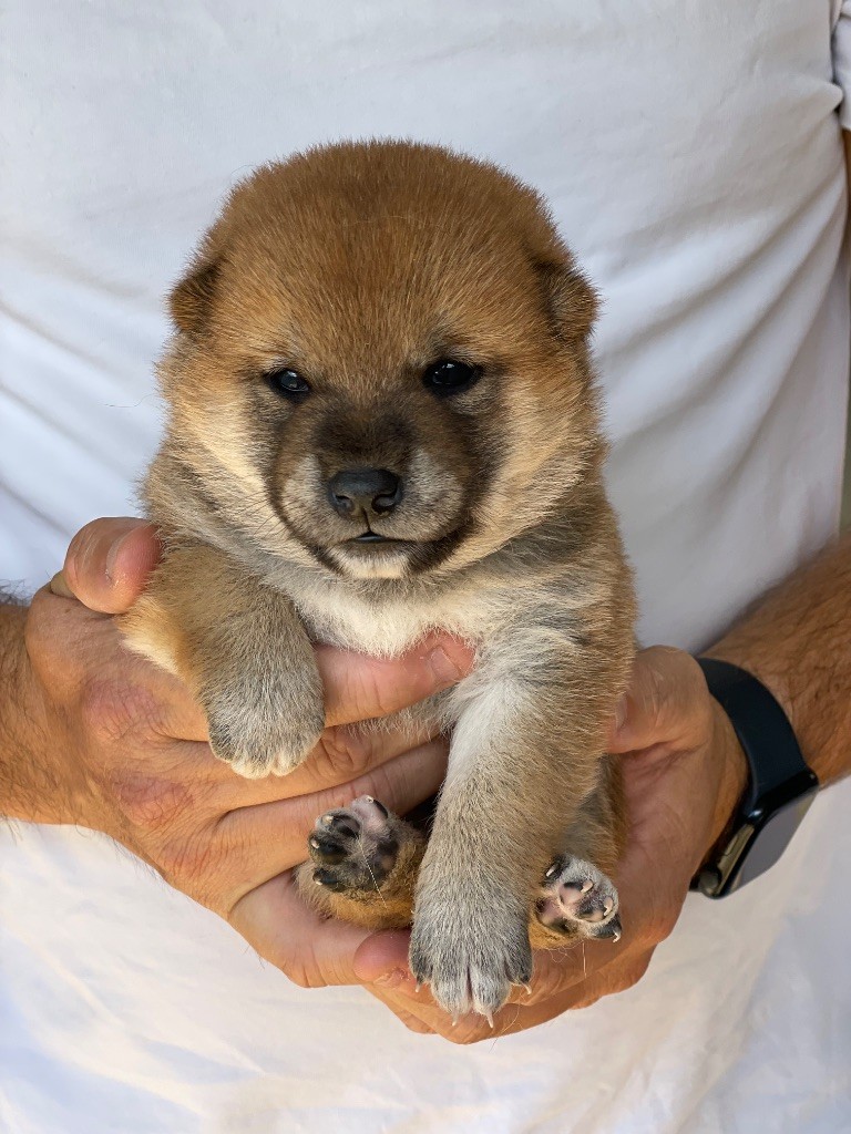 Hoxakam - Chiots disponibles - Shiba