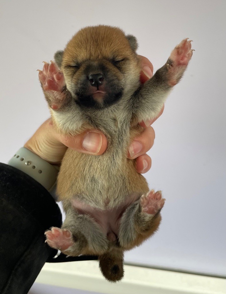 Hoxakam - Chiots disponibles - Shiba